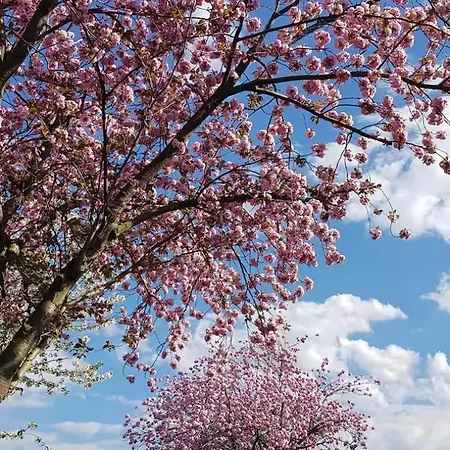 Apartmán Bachstelze Mit Privater Terrasse *