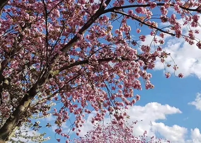 Apartamento Bachstelze Mit Privater Terrasse *